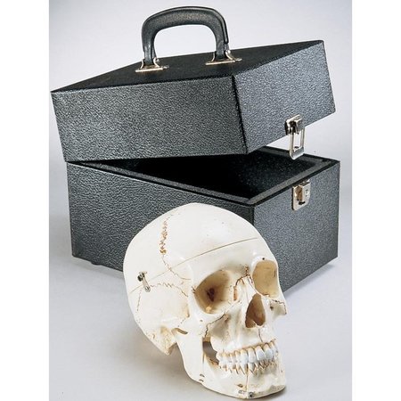 DENOYER-GEPPERT Anatomical Model, Standard Prem 4 Part Skull w/Case SK80C